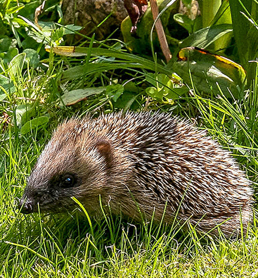 Igel