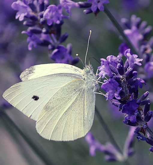 Schmetterling