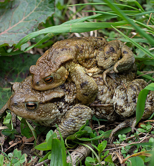 Kröte
