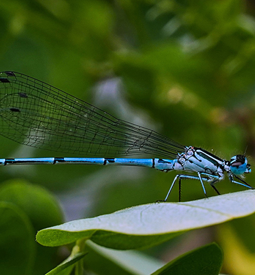 Libelle