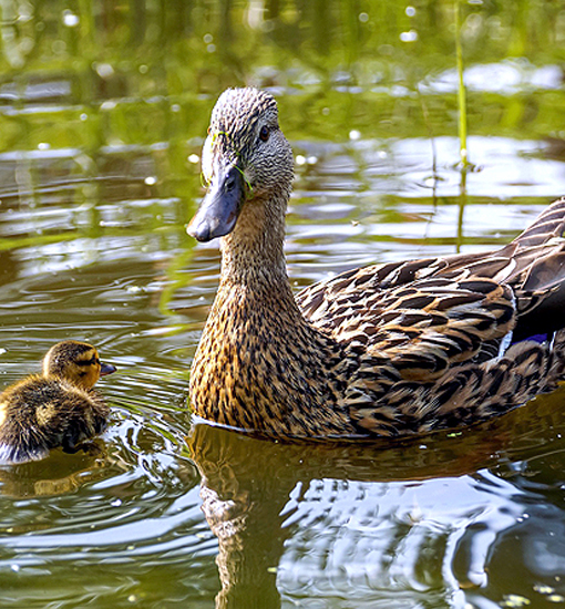 Stockente